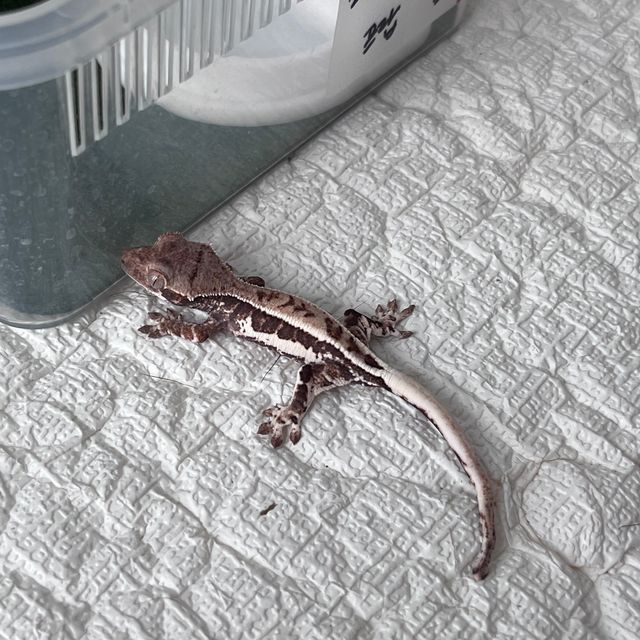 프라푸치노