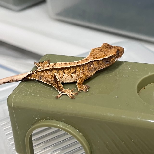 노멀 트라이 화이트스팟