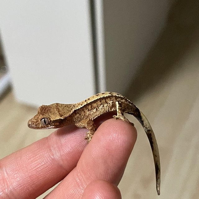 노멀 트라이 화이트스팟