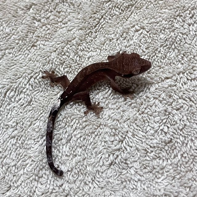 카푸치노