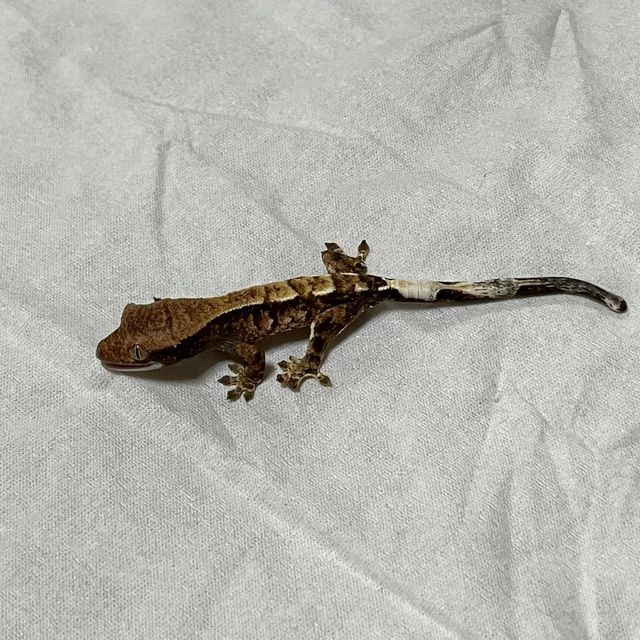 카푸치노 트라이