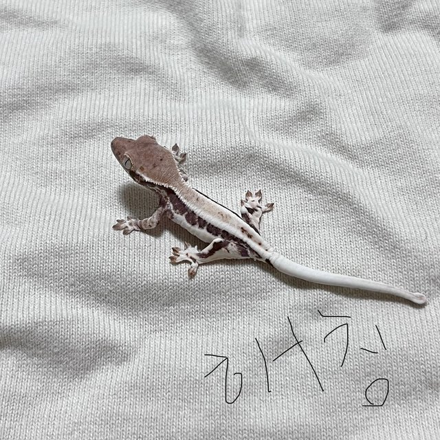 프라푸치노