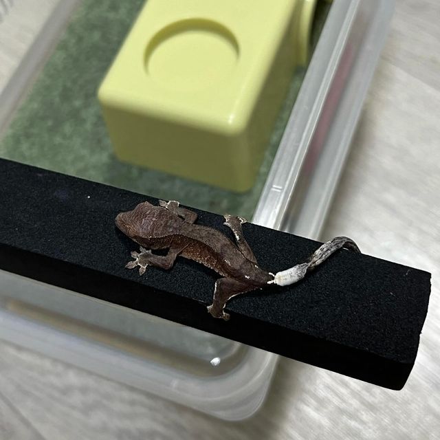카푸치노