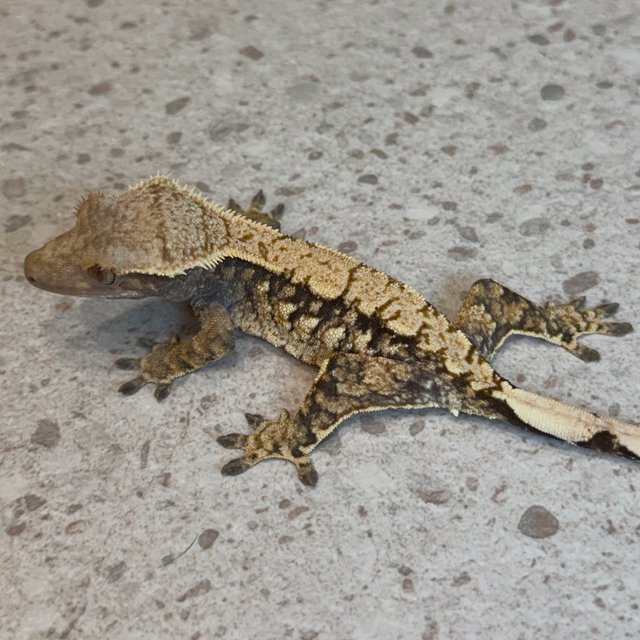 노멀 트라이 화이트스팟