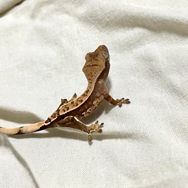 노멀 트라이 화이트스팟