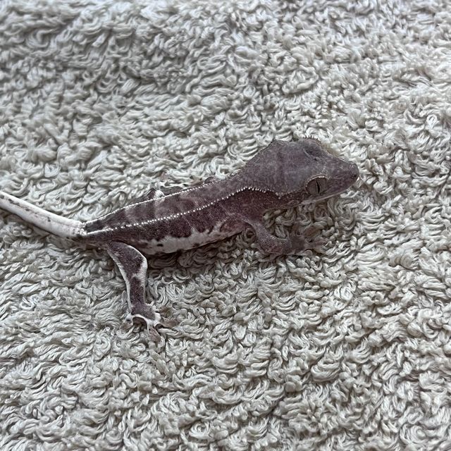 프라푸치노 팬텀