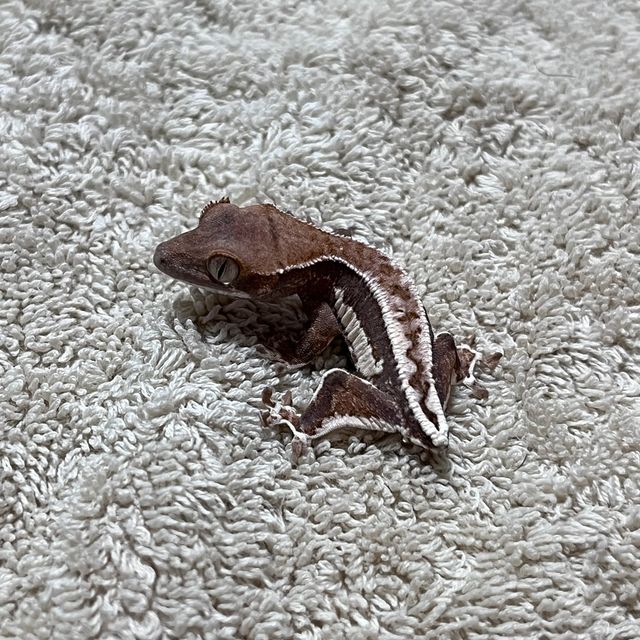 프라푸치노