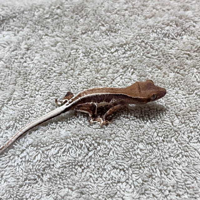 프라푸치노