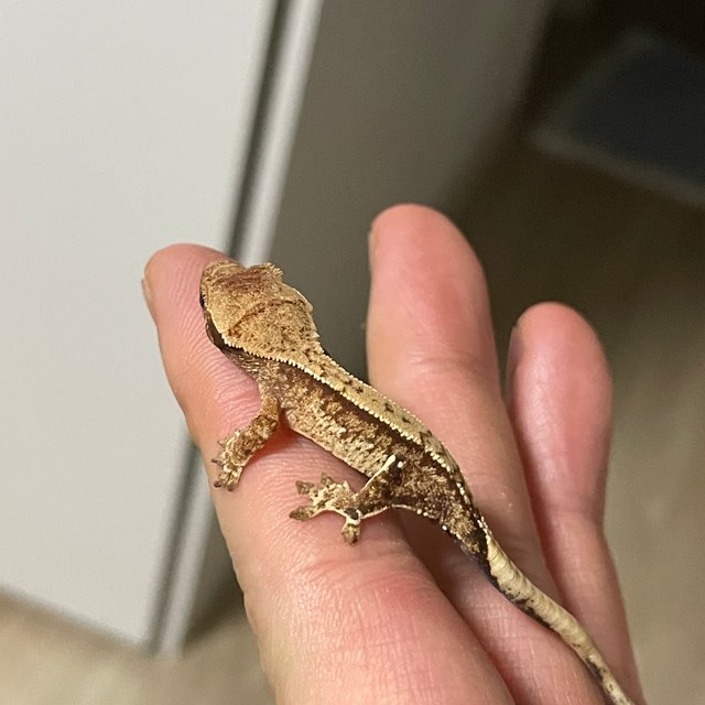 노멀 트라이 화이트스팟