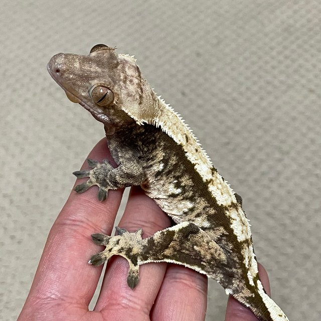 노멀 트라이 화이트스팟 화이트포트홀