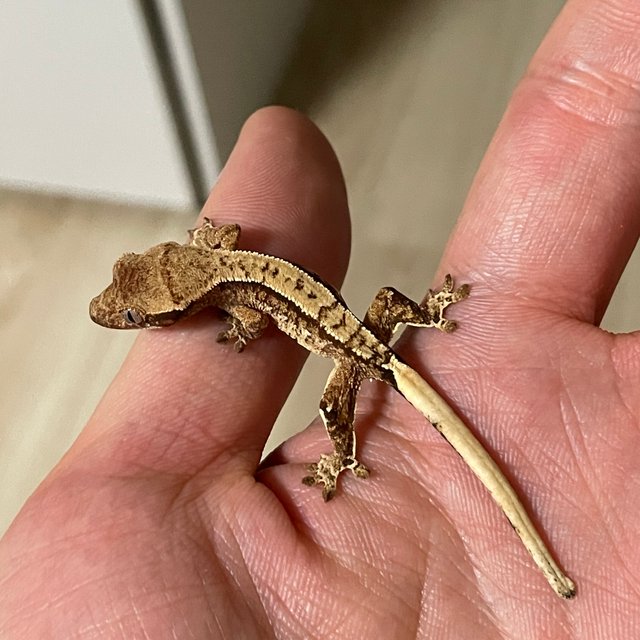 노멀 트라이 화이트스팟