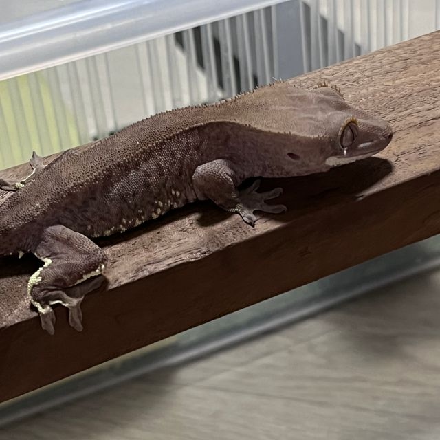 카푸치노