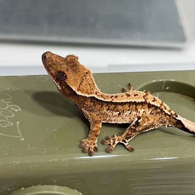 노멀 트라이 화이트스팟