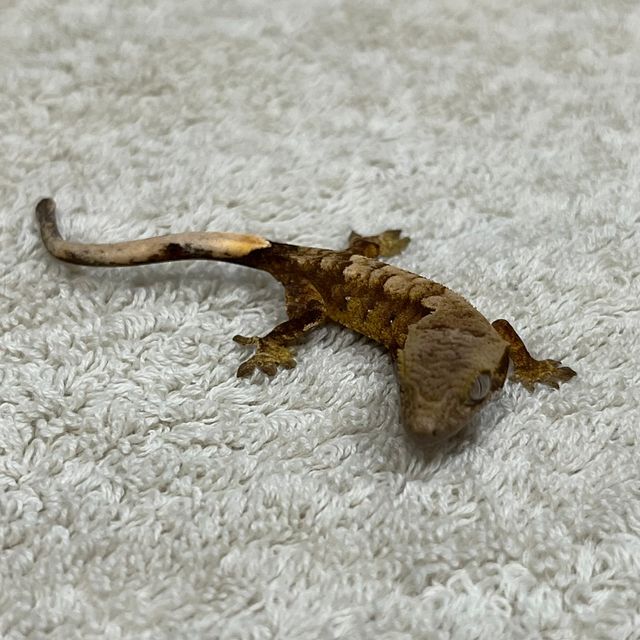 노멀 타이거 엑조틱