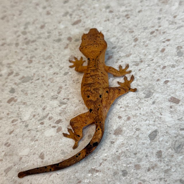 노멀 슈퍼달마시안