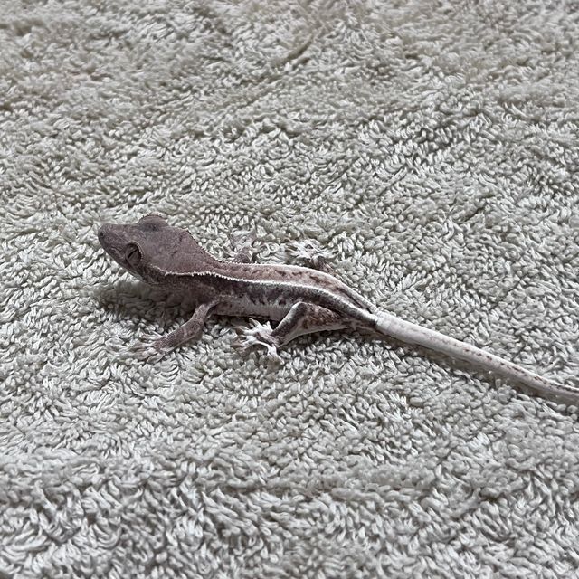 프라푸치노