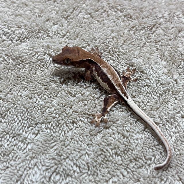 프라푸치노