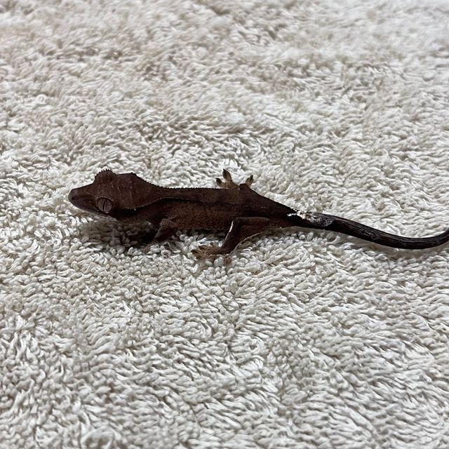 카푸치노