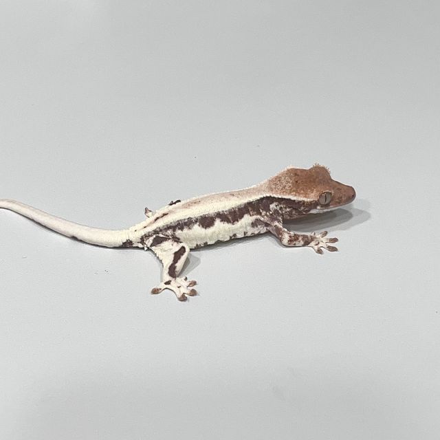 프라푸치노