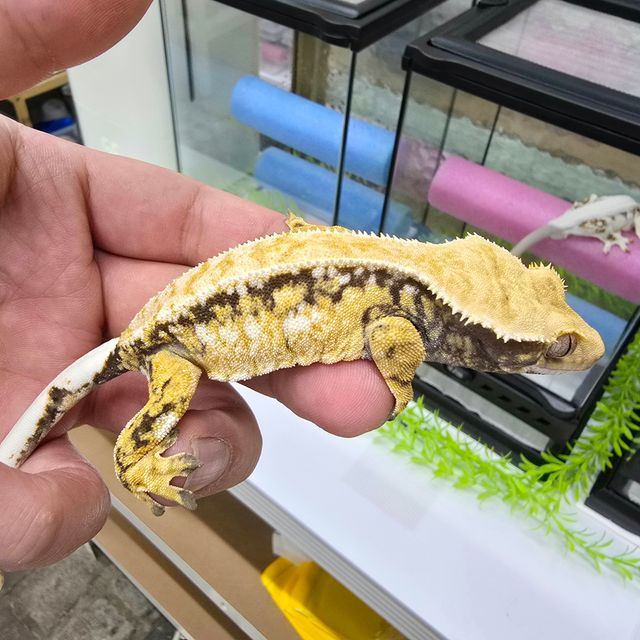 노멀 트라이 익스트림할리퀸 화이트핀 텐저린