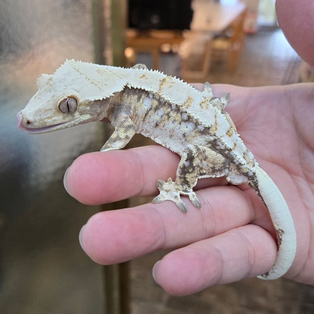 노멀 화이트스팟 드리피 화이트