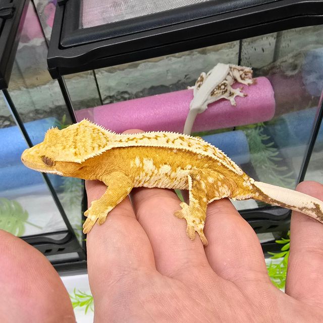 크림시클