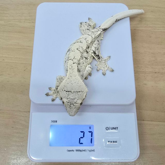 노멀 드리피 화이트스팟 화이트
