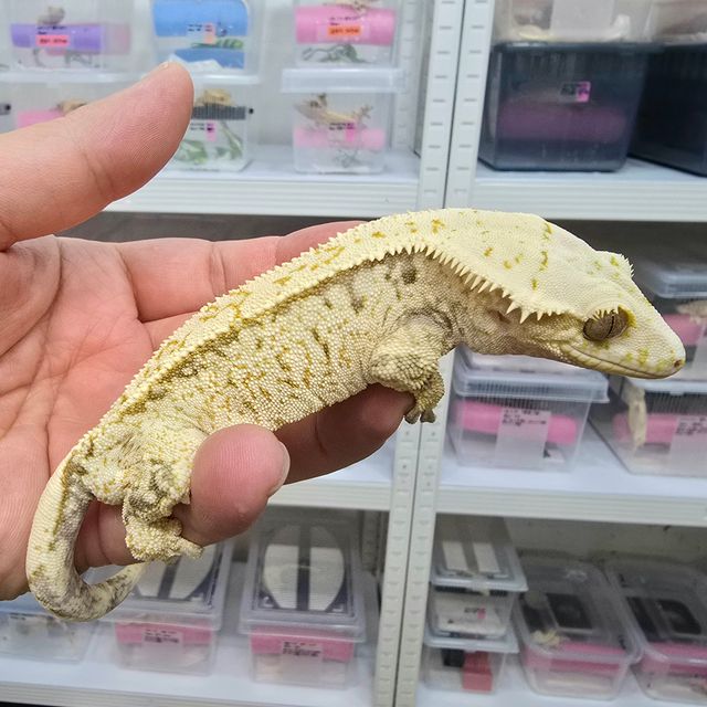노멀 화이트스팟
