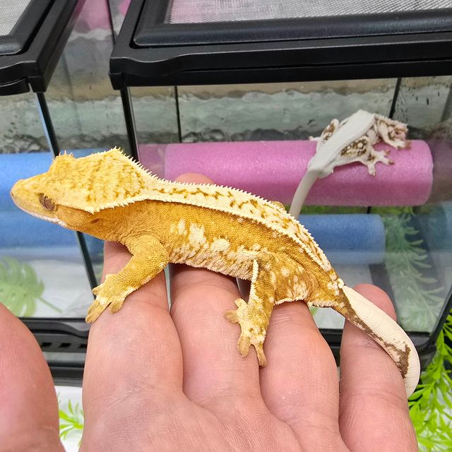 크림시클