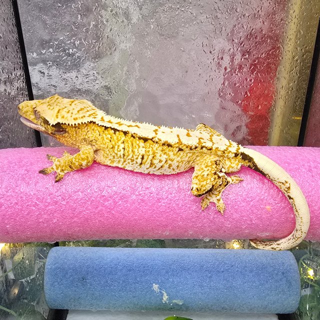 노멀 화이트스팟 트라이 익스트림할리퀸 텐저린