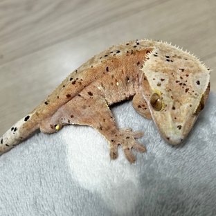 달콤