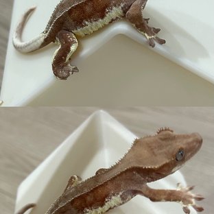 레드 팬텀 릴리화이트