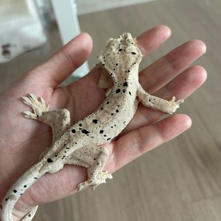 슈퍼달마시안