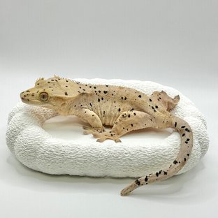 멜로