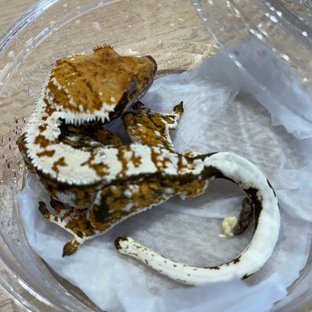 노멀 화이트핀 다크 트라이