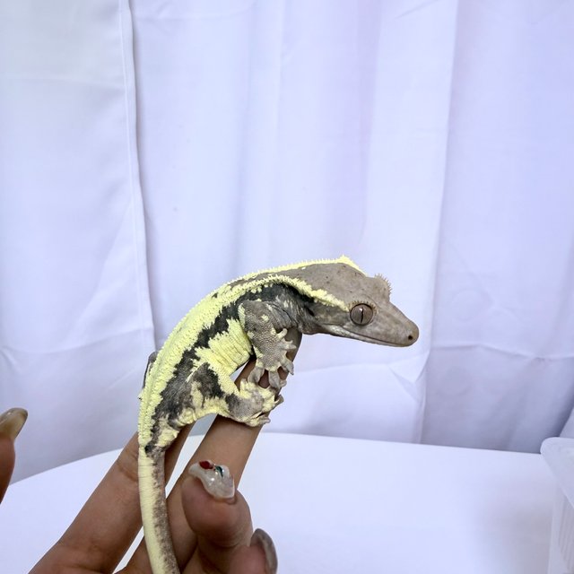 프라푸치노 크림 옐로우