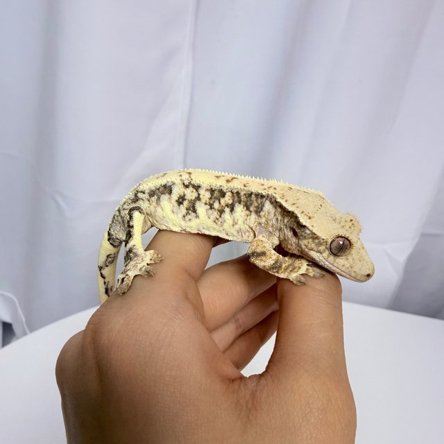 릴리화이트 익스트림할리퀸 트라이