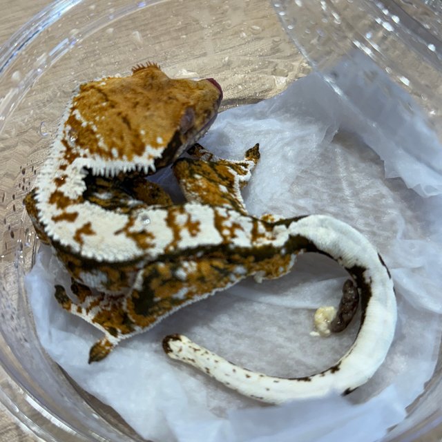 노멀 화이트핀 다크 트라이