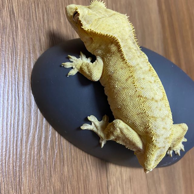 옐로우 벅스킨 패턴리스