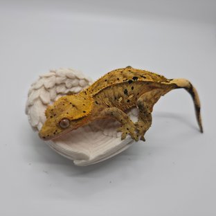 노멀 달마시안