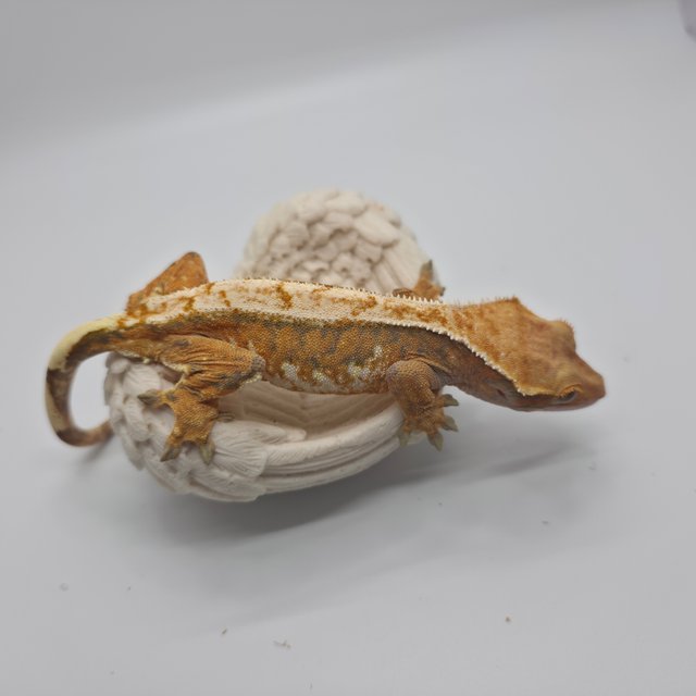 노멀 트라이 익스트림할리퀸 텐저린