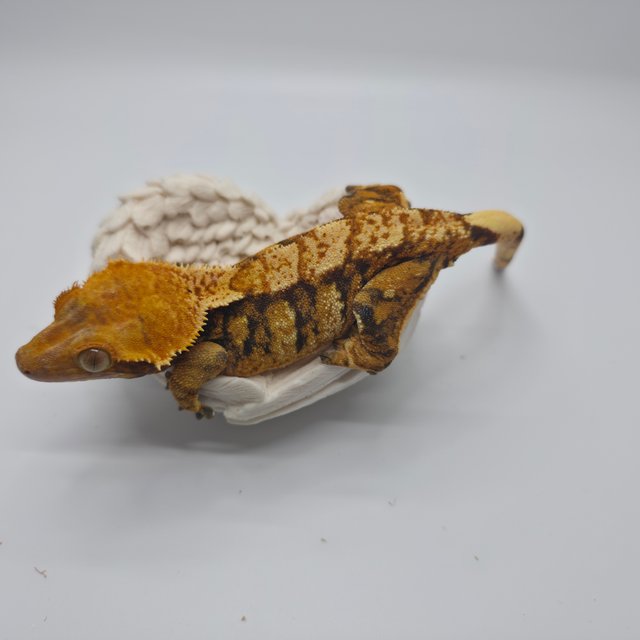 노멀 트라이 익스트림할리퀸 텐저린