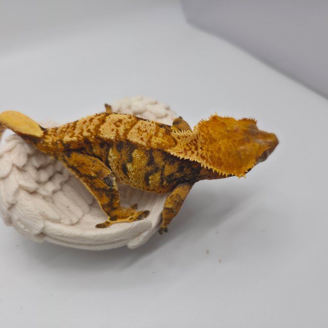 노멀 트라이 익스트림할리퀸 텐저린