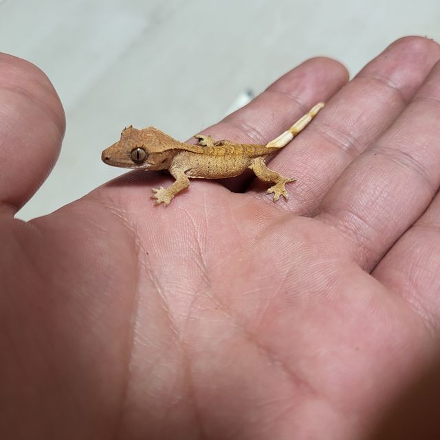 벅스킨 레드