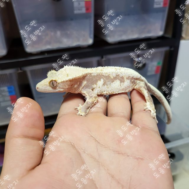 레드 릴리화이트