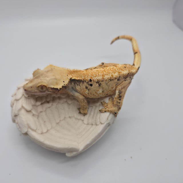 노멀 트라이 익스트림할리퀸