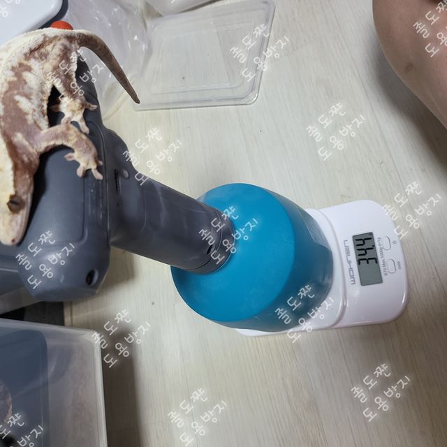 레드 릴리화이트