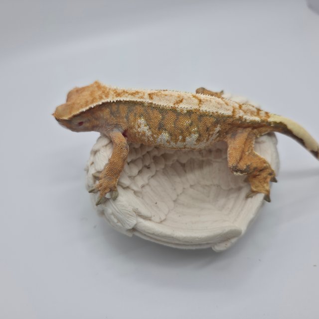 노멀 트라이 익스트림할리퀸 텐저린