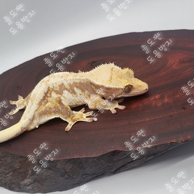 레드 릴리화이트