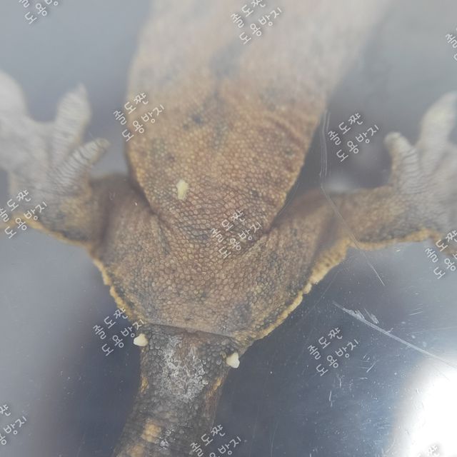 노멀 할리퀸